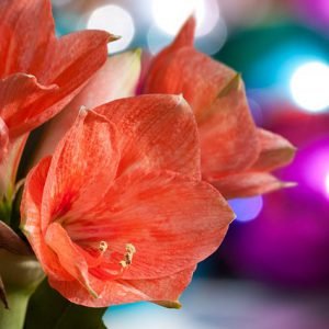 Amaryllis