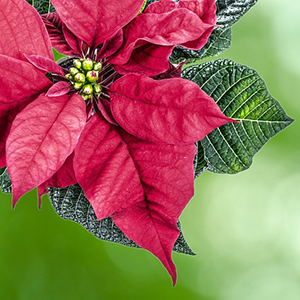 Poinsettia