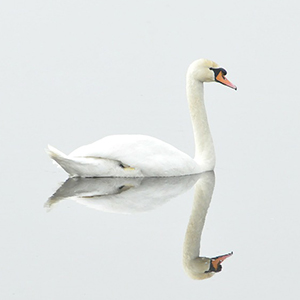 Swans a swimming