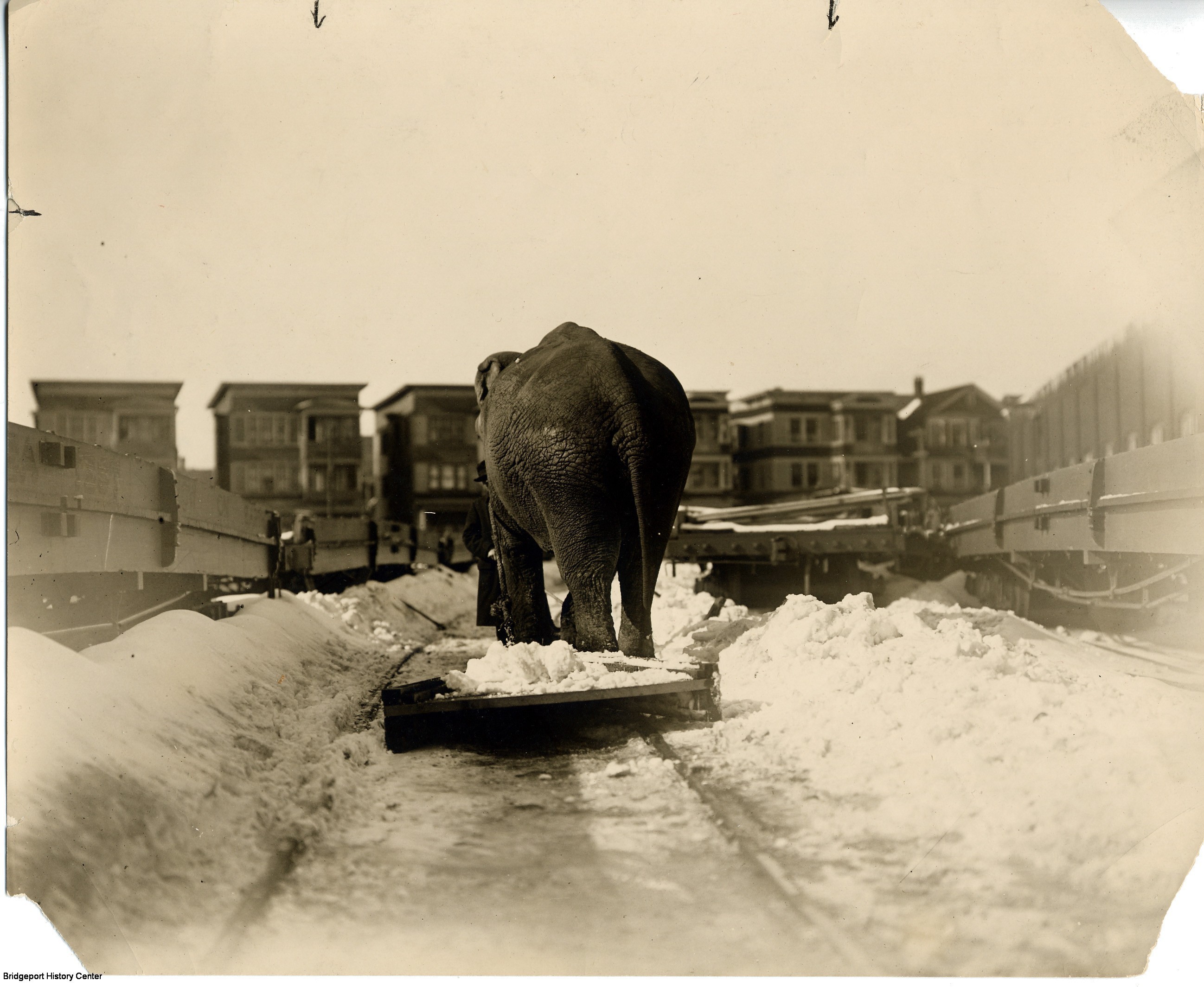 Elephants Plowing Snow – Bridgeport History Center