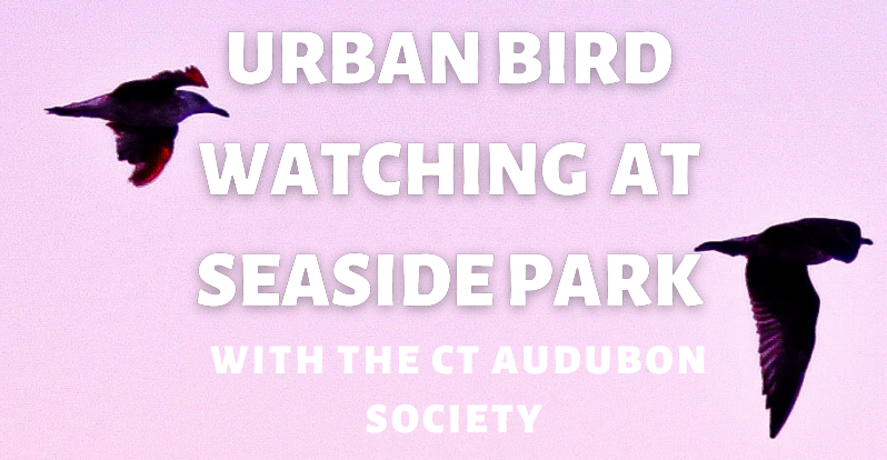 Urban Birdwatching at Seaside Park with the CT Audubon Society
