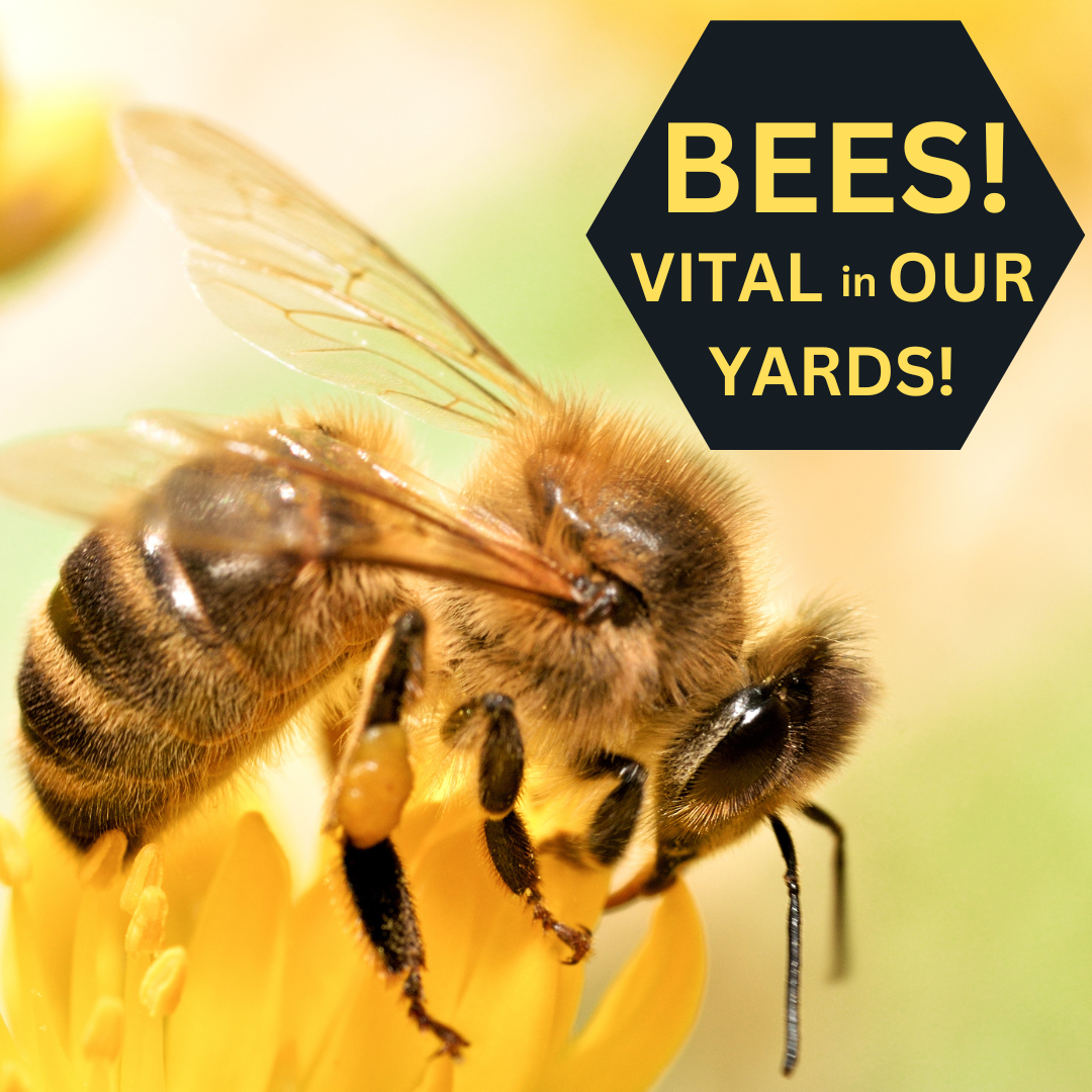 Bees! Vital in Our Yards!